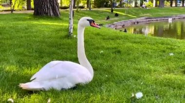 Şehir parkındaki gölün kenarındaki çimlerin üzerinde büyük beyaz bir kuğu..