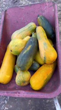 Bir çiftçi taze toplanmış balkabaklarıyla bir el arabası taşır. Sonbahar güneşinin ışıltılarında kabaklar.