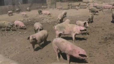 Bir sürü kirli domuz ağılda koşuyor. Kurak iklimleri olan ülkelerde domuz yetiştirmek.