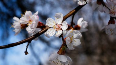 Mavi gökyüzüne karşı dalda beyaz kayısı çiçekleri. Bahar çiçekli bahçeler.