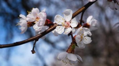 Mavi gökyüzüne karşı dalda beyaz kayısı çiçekleri. Bahar çiçekli bahçeler.