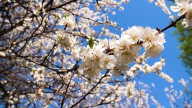 Mavi bir gökyüzünün arka planında çiçek açan bir kayısı ağacının dalları. Ağaç çiçeklerle kaplı. Kayısı çiçeği, baharda meyve bahçesi..