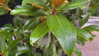 Yağmur damlaları tropikal yağmurda incir ağaçlarının büyük yeşil yapraklarından aşağı akar. Yaz yağmuru. Bitkiler için besleyici nem.