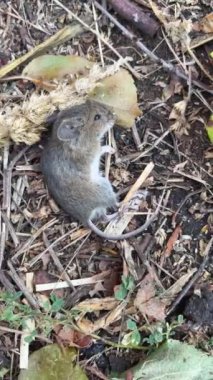 Yerde ölü fare yaprakların, kuru çimenlerin ve dalların arasında. Zararlı kemirgenlere karşı savaşın.