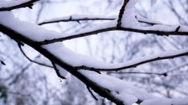 Dalda kar. Karlı kış kavramı. Parkta, ormanda kış. Noel havası.