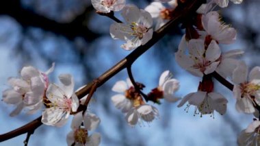 Baharda mavi bir gökyüzünün arka planında çiçek açan bir kayısı dalında beyaz çiçekler. İlkbaharda meyve ağaçlarının ilk çiçek açması.