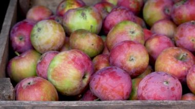 Az önce bir ağaçtan toplanan birçok kırmızı elma bir kutuda. Organik meyve yetiştirip hasat ediyorlar. Meyve suyu üretimi için hammadde olarak elmalar. Diyetteki meyveler.