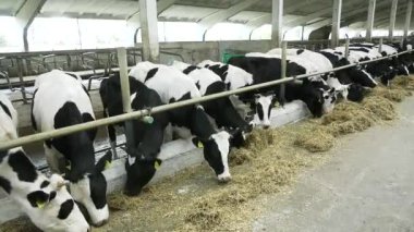 Birçok Holstein ineği ahırda duruyor, saman yiyorlar. Sığır yetiştiriyorum. Süt üretimi.