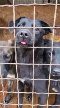 Köpek barınağında şirin siyah köpekler, bara yaklaşıyorlar, parmaklıklar üzerinde pençeler oluyorlar, kameraya uzanıyorlar. Sokak köpeklerini koruma kavramı..