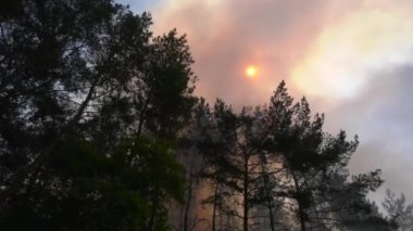 Orman yangını. Duman ağaçların tepesinden yükselir, duman güneşi gizler. At orman yangını. Geniş çaplı orman yangınları, orman koruma kavramı..
