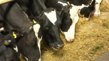 Çiftlikteki birçok inek saman yer. Sığır yetiştiriyorum. Süt üretimi. Sığır yetiştiriciliği, organik tarım.