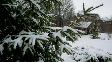 Köyün varoşlarında karla kaplı yeşil bir Noel ağacı. Arka planda, ahşap bir ev ve diğer Noel ağaçlarını görebilirsiniz. Her şey karla kaplı. Kış manzarası