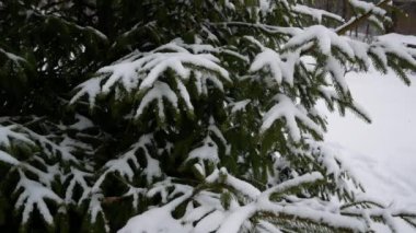 Parkta, kış ormanlarında karla kaplı büyük bir Noel ağacı. Vahşi yaşamın kışın Noel atmosferi.