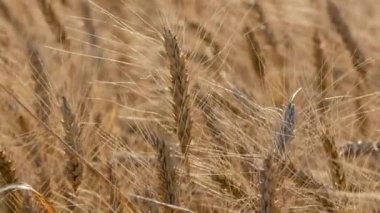 Olgun altın buğdayın kulakları tarlada rüzgarda sallanıyor. Buğday yetiştirip hasat ediyorlar. Dünyadaki gıda güvenliği kavramı..