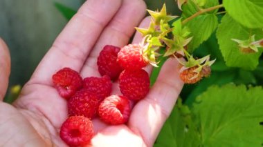 Bahçedeki bir kadının elinde taze toplanmış kırmızı ahududu, ahududu çalısının yanında. Yazın böğürtlen topluyorum. Vitamin Tatlısı