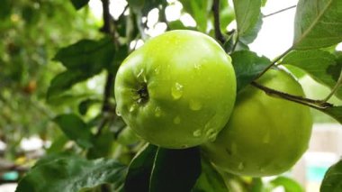Yazın elma dalına yağmur damlaları damlayan olgun yeşil bir elma. Çevre dostu meyvelerin yetiştirilmesi. Elma topluyorum. Tatlı vitamin meyveli tatlı. Elma topluyorum.