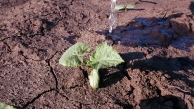 Salatalık filizine su dökülüyor. Bahçede sebze suluyorum. Kuru iklimlerde sebze yetiştiriyorlar. bahçe işleri