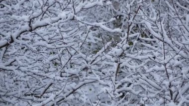 Şehir parkında, ormandaki karla kaplı ağaç dalları. Yumuşak kar, ağaçların yoğun dallarını kaplar. Kış manzarası.