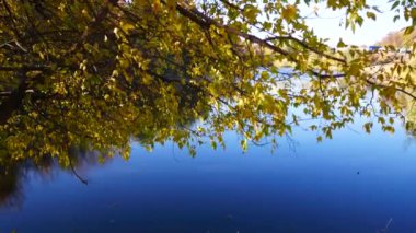 Mavi gölün arka planında sarı yaprakları olan bir ağaç. Güvercinler aşağıdan havalanır. Sonbahar manzarası