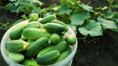 Bahçe yatağında bir kova salatalık topladım. Organik sebze yetiştirip hasat ediyorlar.