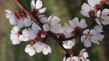İlkbaharda açan bir kayısı dalı. Yeşil arka planda çiçek açan bir ağacın beyaz çiçekleri. Erken bahar atmosferi.