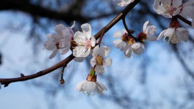 Açık mavi gökyüzünün arka planında çiçek açan bir kayısı dalı. Erken bahar atmosferi.