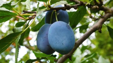 Olgun mavi erikler bahçedeki bir ağaç dalına asılı. Erik, böğürtlen, meyve yetiştirip hasat ediyorlar. Meyveler tatlı, vitamin dolu, sağlıklı bir tatlı gibi..