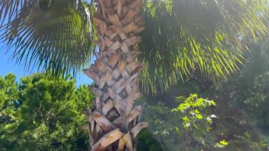 Mavi bir gökyüzünün arka planında uzun bir palmiye ağacı. Güneş, rüzgarda sallanan yeşil yaprakların arasından parlıyor. Kamera aşağıdan yukarıya hareket eder.