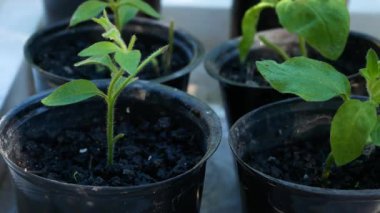Saksıda çiçek tohumları. Panorama. İlkbaharda çiçek ve sebze filizleri yetişiyor..