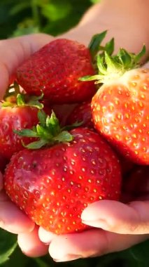 Çocukların elleri sulu, olgun, kırmızı çilek böğürtlenlerini tutar. Arka planda çilek yaprakları var. Böğürtlenleri yazın hasat et. Vitamin çilekleri