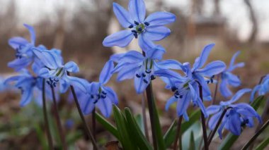 Bir bahar ormanının arka planında çimenlikte mavi çuha çiçekleri. Vahşi doğadaki orman çiçekleri. Baharın erken saatlerinde doğanın uyanışı.
