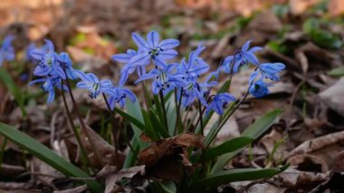 Baharın narin mavi çiçekleri, ilkbaharın başlarında kuru yaprakların içindeki bir kar damlası. Vahşi doğada çuha çiçekleri. Erken bahar havası.