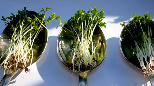 Taze mikro yeşillikler beyaz arka planda kaşıklarda yatar. Beslenmedeki mikroyeşil madde ve vitamin kaynağı olarak kullanılıyor. Sağlıklı beslenme.