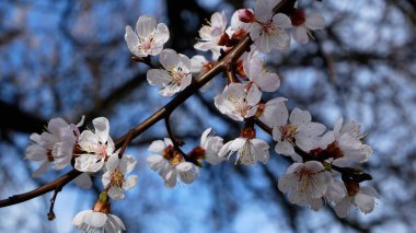 Baharda mavi gökyüzünün arka planında açan kayısı dalı.