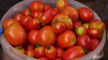 Bir çiftçinin eli taze koparılmış kırmızı domatesleri plastik kovaya koyar. Organik domates yetiştirip hasat ediyorlar. Lezzetli, taze organik, vejetaryen ve lezzetli yemek geçmişi