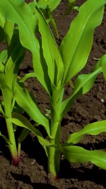 Young green corn plants in a field in the spring. Agriculture. Cultivation of cereals, corn