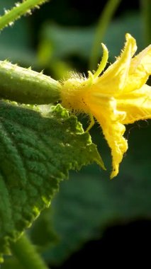 A flower and a knotted small cucumber on a stem with a green leaf in the rays of the setting sun. Growing cucumbers in the open ground in the garden