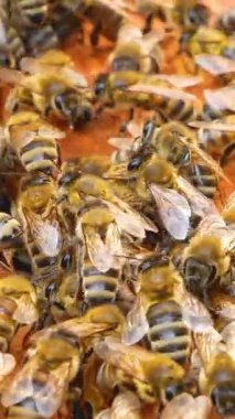 Arı kovanının içindeki ahşap bir çerçevede sürünecek çok arı var. Doğal arı bal üretimi