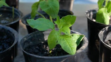 Saksıdaki yeşil bitkiler, fidanlar. Su, fidanlı çömleklere dökülür. Baharda büyüyen bitkiler.