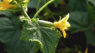 Salatalık sapında çiçek olan genç, küçük bir salatalık. Organik sebze yetiştiriyor. Bahçedeki salatalıklar.