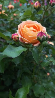 Kapalı bir tomurcuğun yanında, çalıların üzerinde açan parlak sarı-turuncu gül. Doğal ışıkta güzel bir bahçe çiçeği.