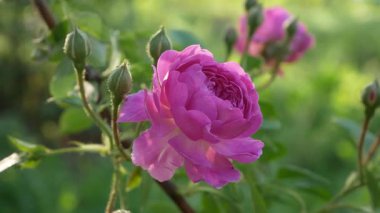 Yeşil yaprakların arasındaki çalıların üzerinde açılmamış tomurcukları olan narin pembe bir gül. Bahçedeki doğal güzellik..