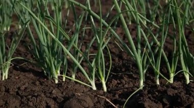Bahçe yataklarında yetişen taze soğanlar. Yeşillik ve sebzelerin organik yetiştirilmesi. Bitki bakımı ve sağlıklı gıda konsepti.