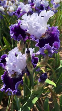 Bahçede çiçek açan büyük mor ve beyaz irislerin yakın çekimi. Çiçek açan zarif çiçekler, doğal güzellik ve çiçekli detaylar..