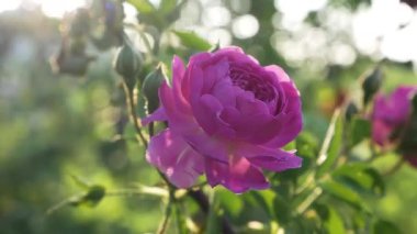Tomurcukları olan narin pembe bir gülü yakından çek, bahçedeki güneş ışığıyla aydınlat. Doğal güzellik, yumuşaklık ve romantik çiçek atmosferi..