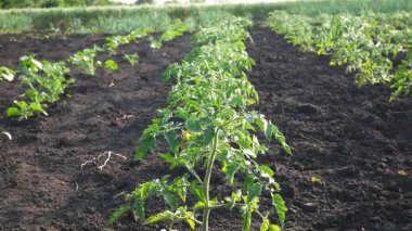 Tarlada büyük bir domates yatağı. Genç domates bitkileri düzenli olarak yetişir. Bir çiftlikte organik sebze yetiştirme ve bitki bakımı.