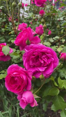 Bahçede açan büyük pembe güllerin yakın çekimi. Bereketli yapraklar, yumuşak dokular ve güneş ışığında romantik bir çiçek güzelliği..