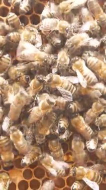 Bal gövdesinde bal peteğiyle sürünecek çok arı var. Arı kovanında bal üretimi. Arıların yaz mevsiminde arıların hayatı