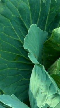 Bahçede lahana yeşili yapraklı, olgun, beyaz bir lahana. Sebze yetiştirip biçmek. Organik sebzeler masaya.