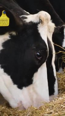 Birçok siyah-beyaz Holstein ineği çiftlikte saman yiyor. Çiftlikte süt üretimi. Sığır yetiştiriciliği.